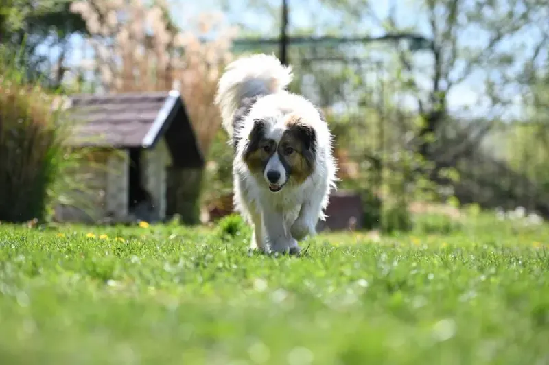 Bella