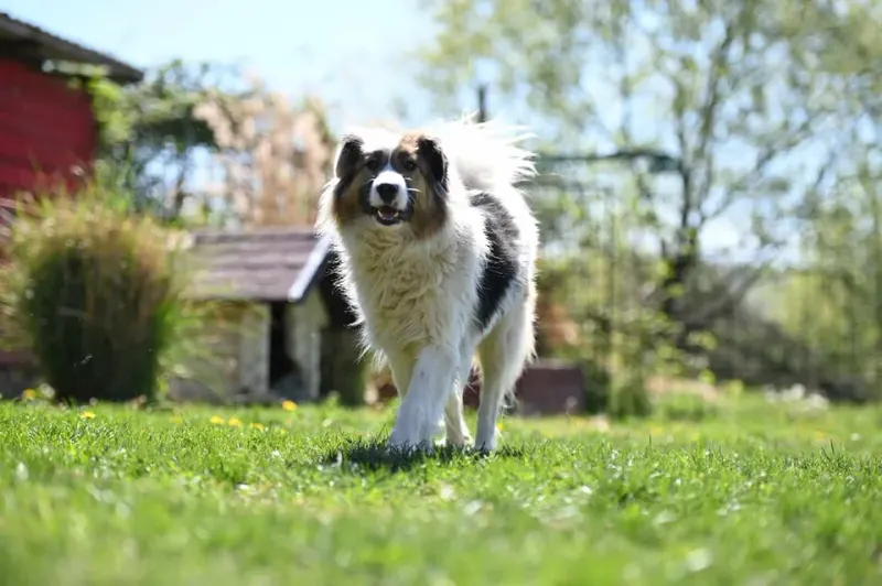 Bella