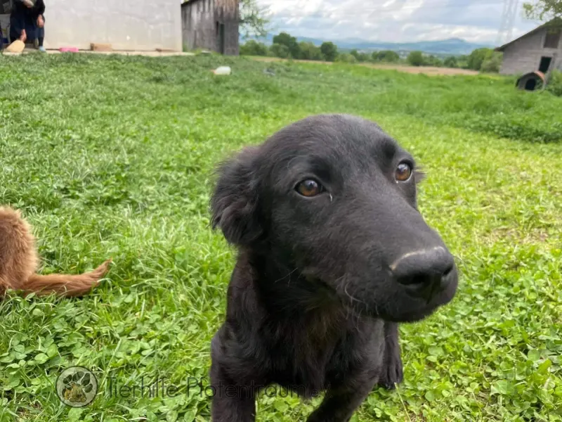 Belma