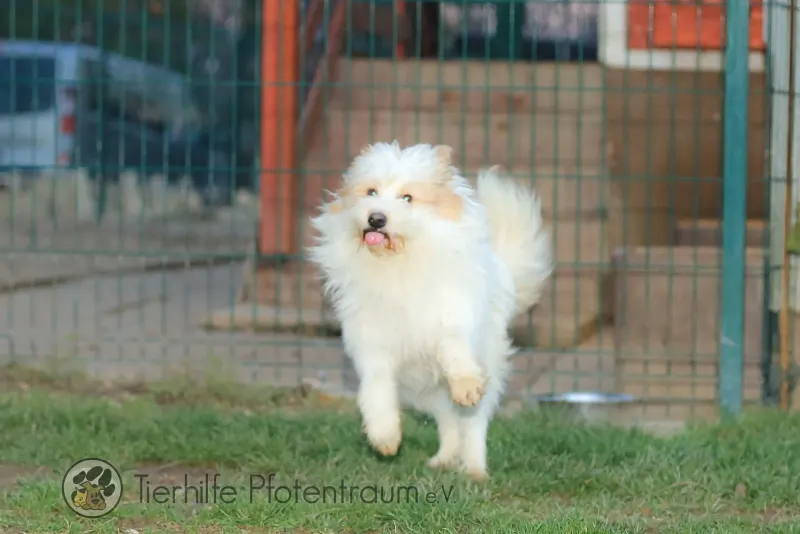 Benji