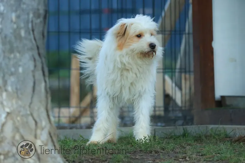 Benji