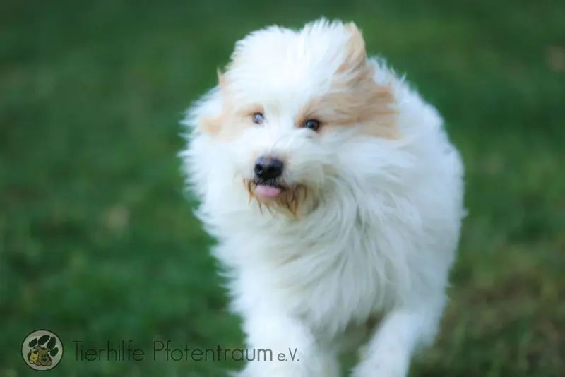 Benji