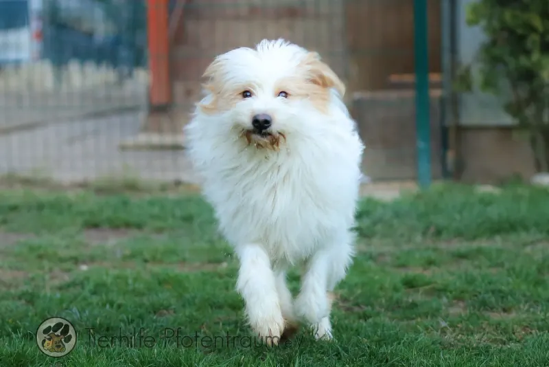 Benji