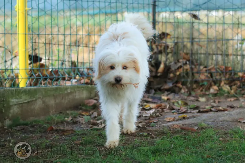 Benji