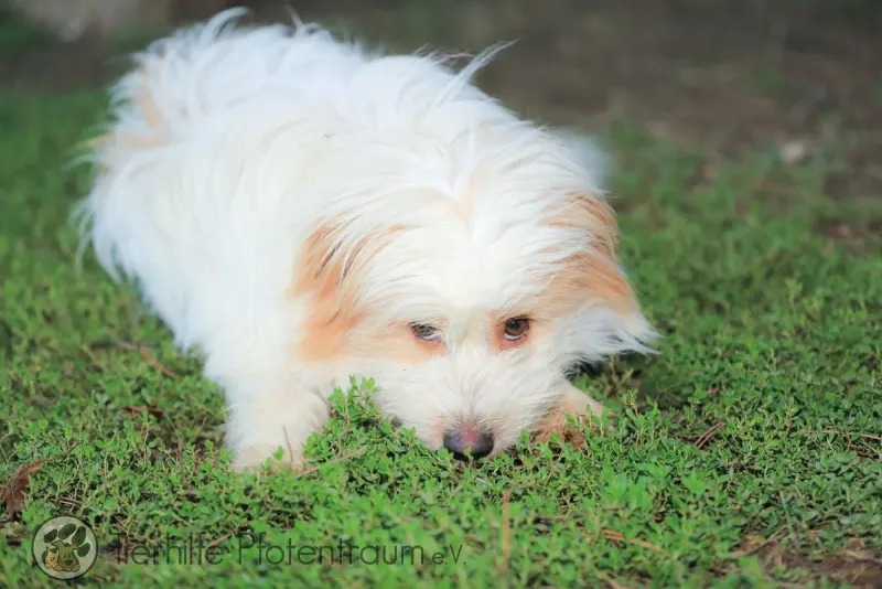 Benji