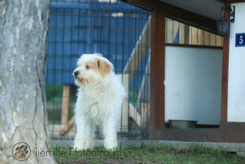 Benji