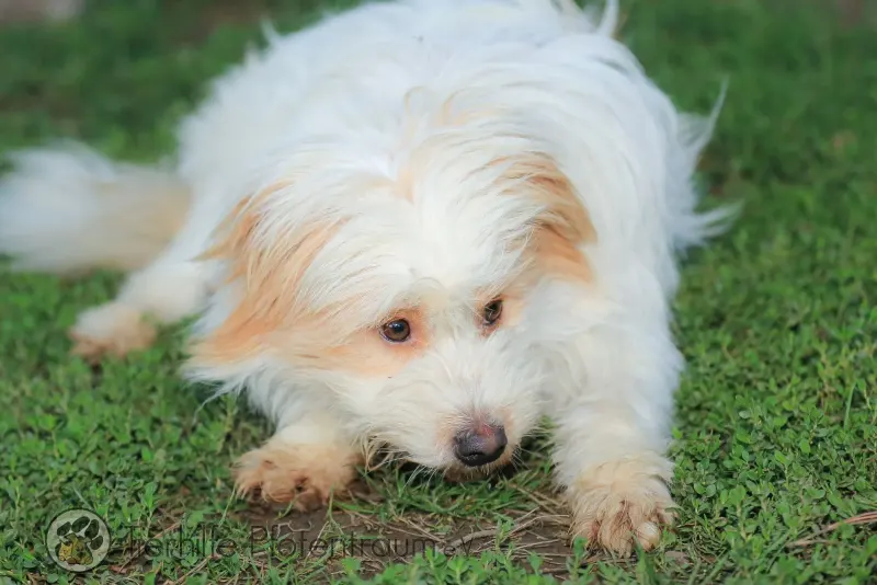 Benji