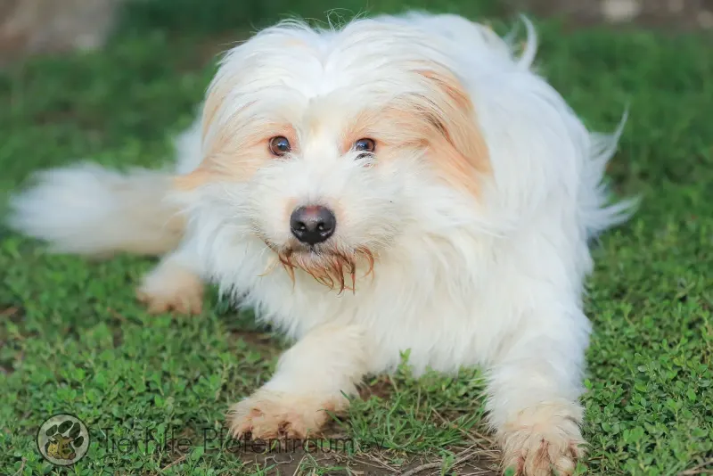 Benji
