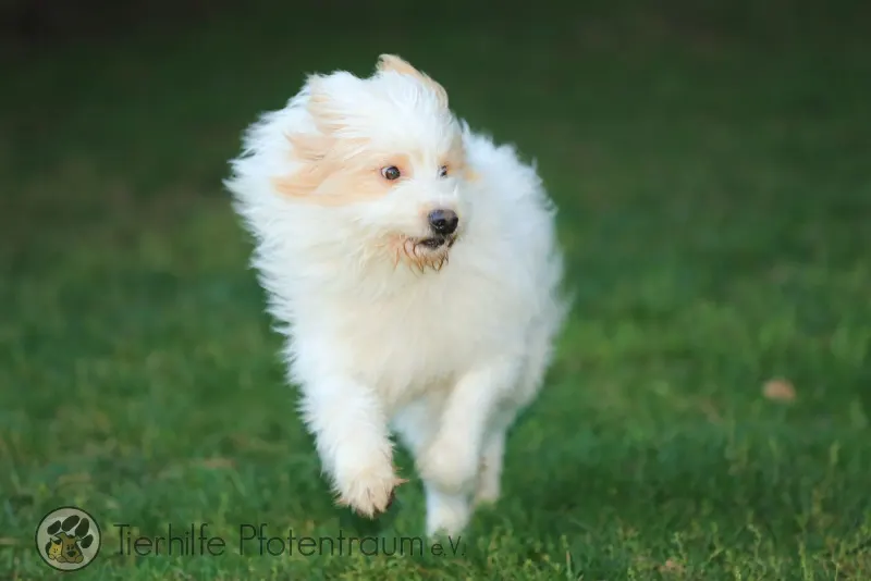 Benji