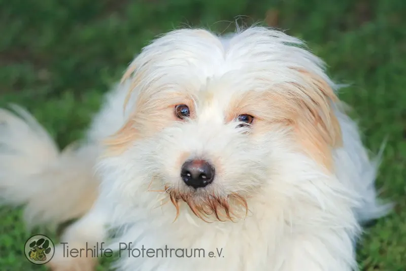 Benji