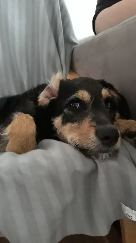 Benji