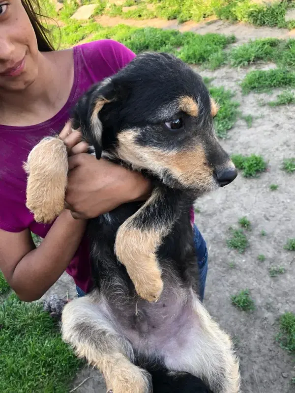 Benji