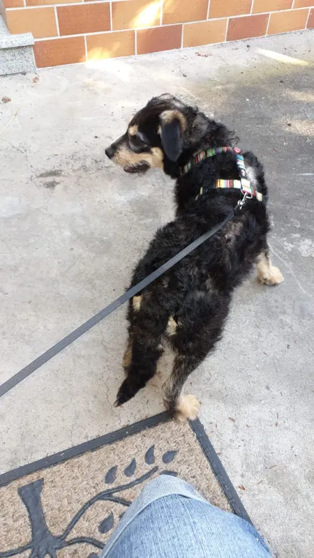 Benji