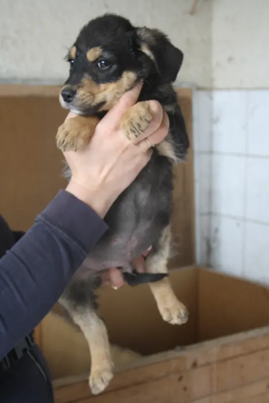 Benji
