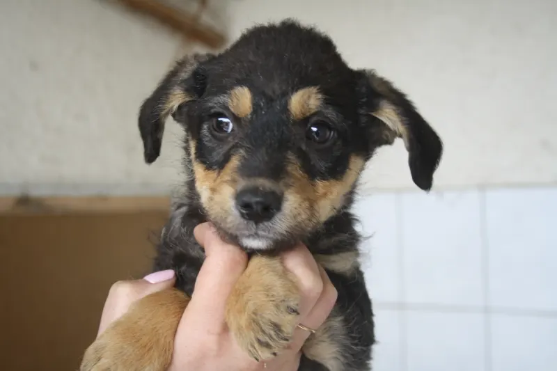 Benji