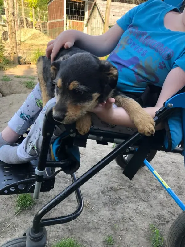 Benji