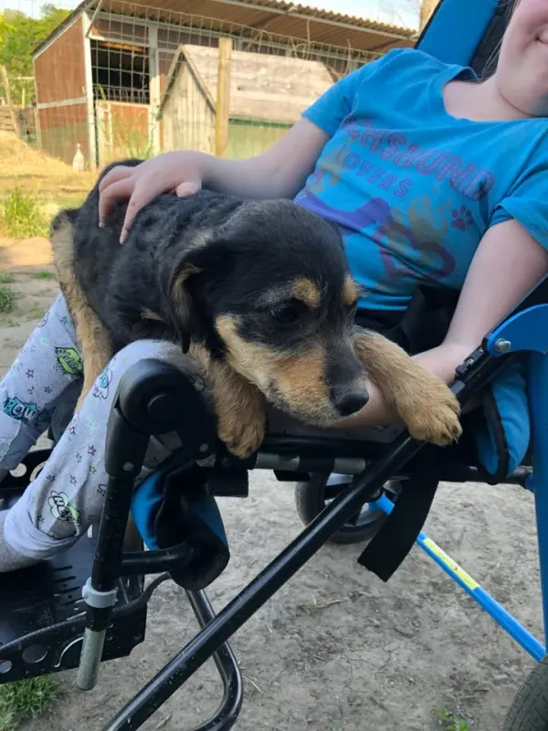 Benji
