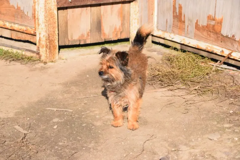 Benny