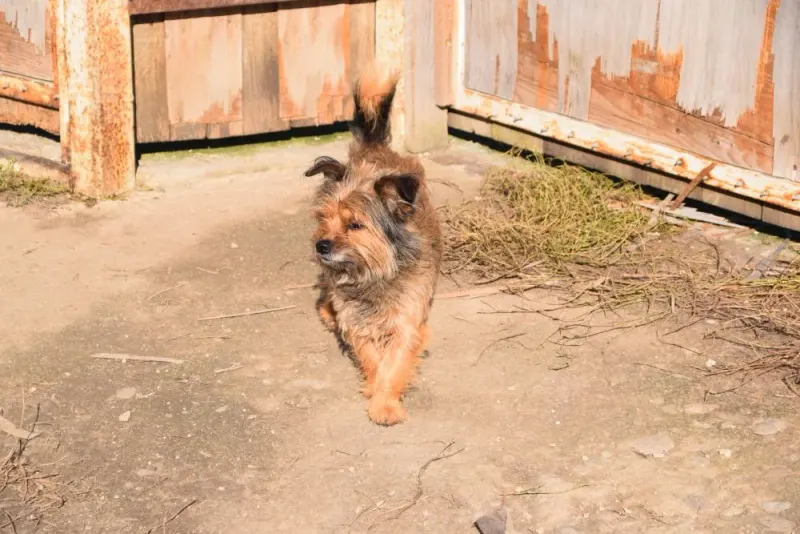 Benny