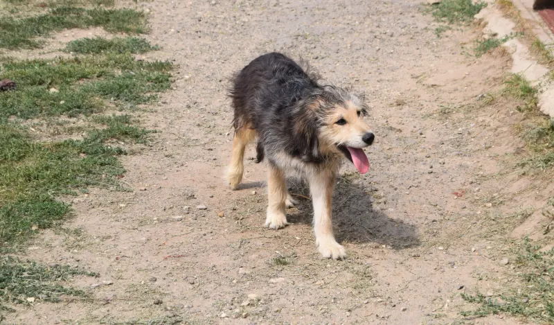 Berci