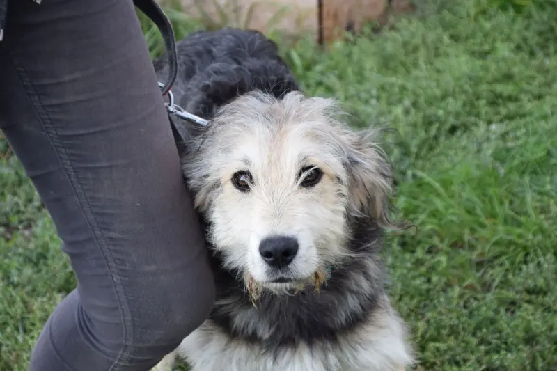 Berci