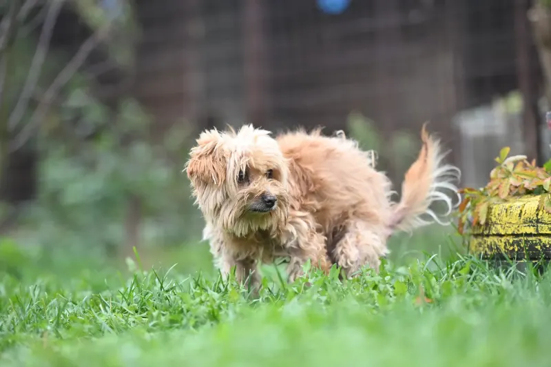 Berti