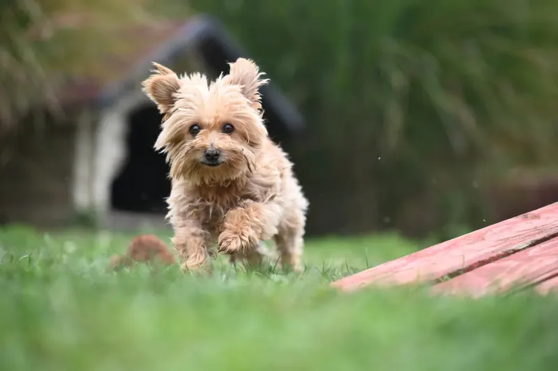 Berti