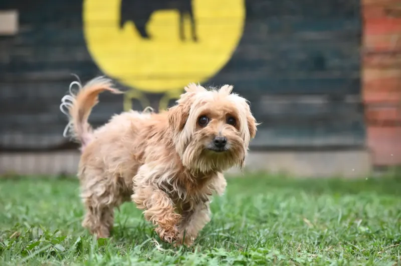 Berti
