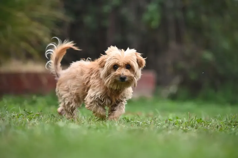 Berti