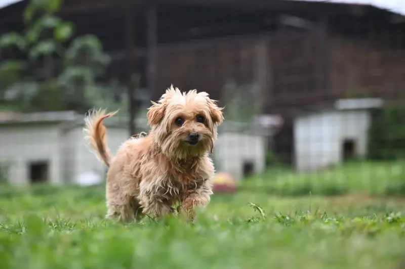 Berti