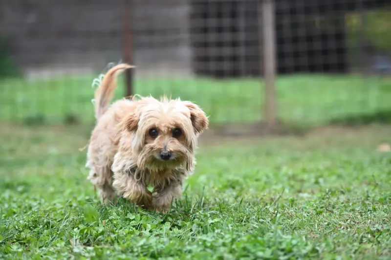 Berti