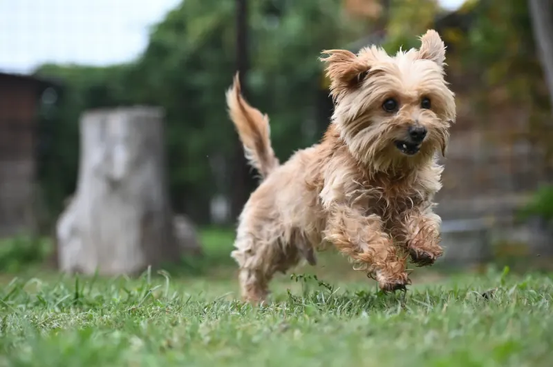 Berti