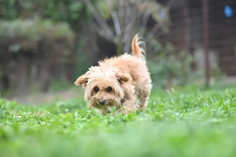 Berti