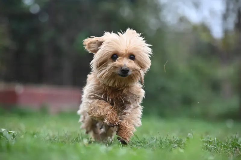 Berti