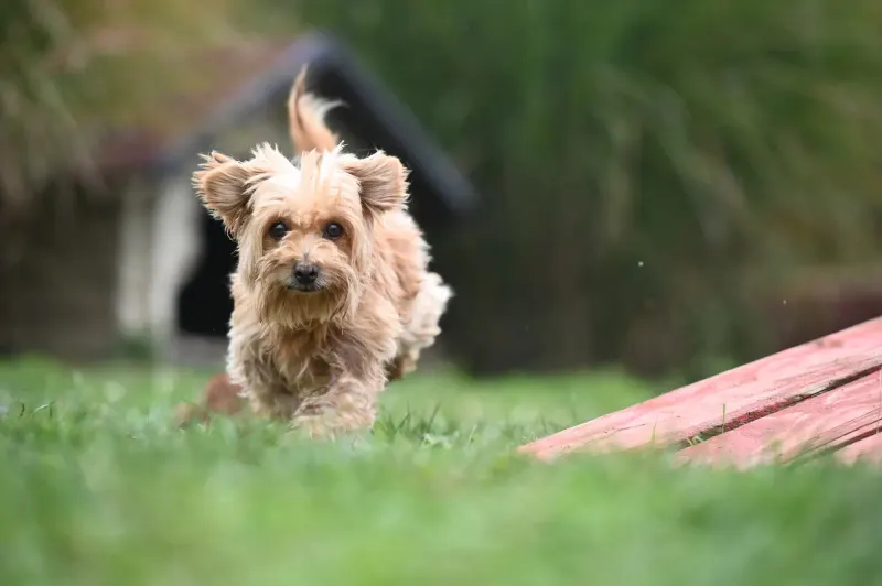 Berti