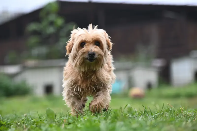 Berti