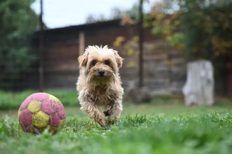 Berti