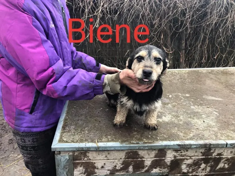 Biene