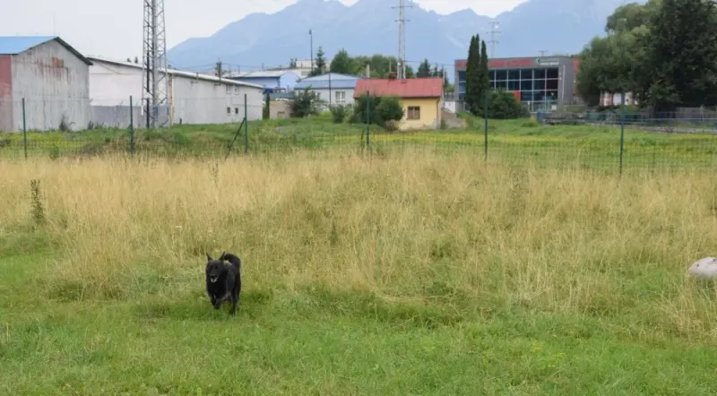 Blacky