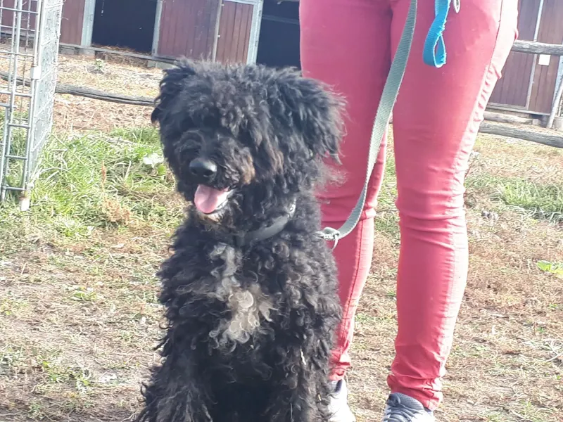Bobo- Puli
