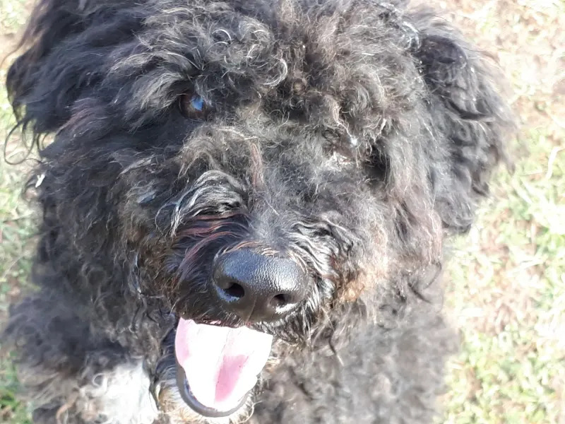 Bobo- Puli