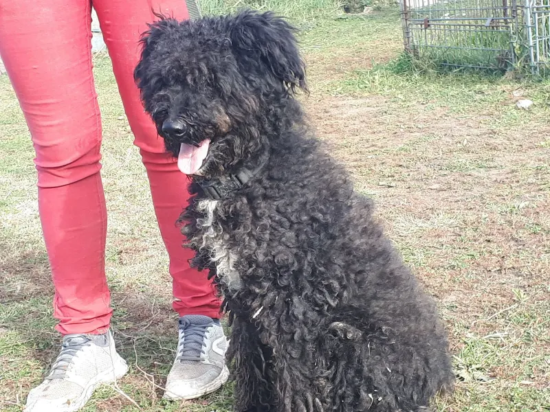 Bobo- Puli