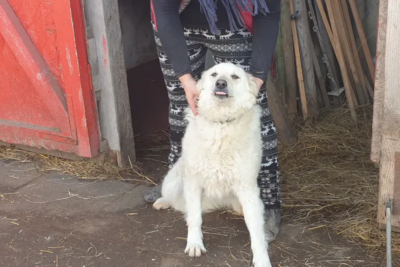 Bori