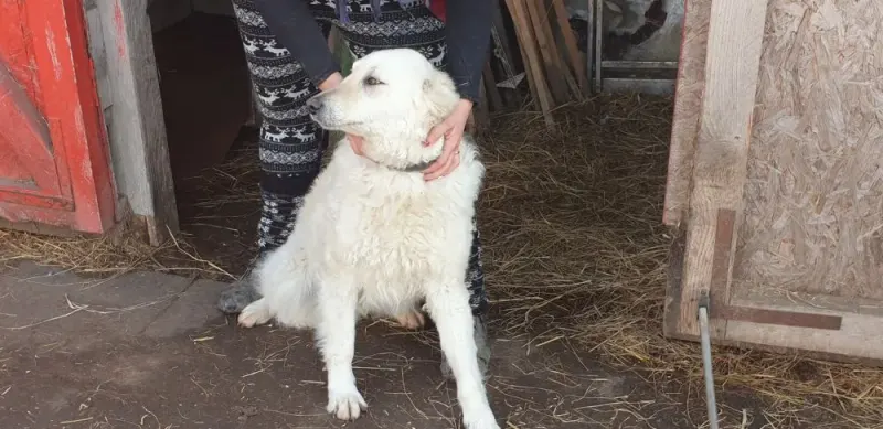 Bori