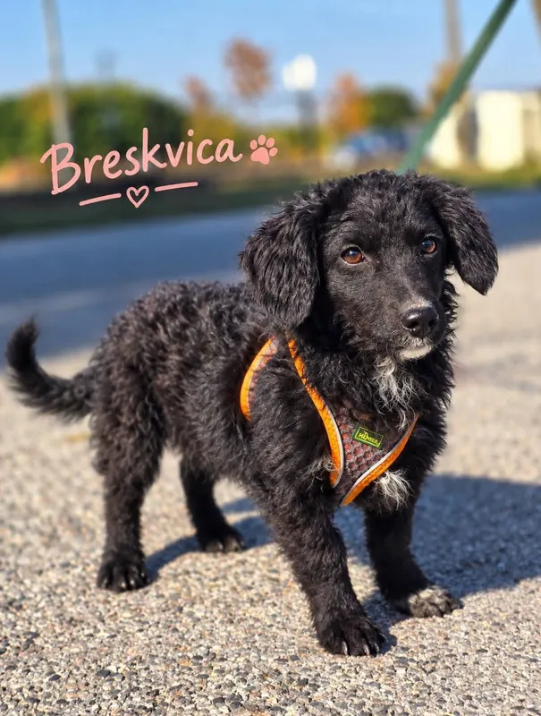 Foto von Breskvica