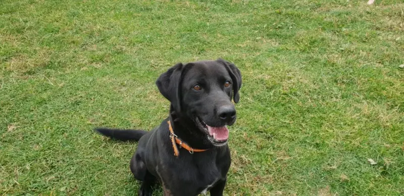 Bruno