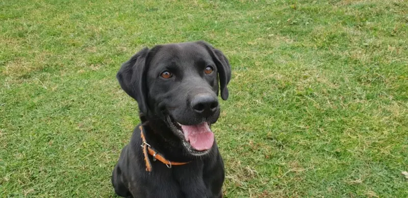 Bruno