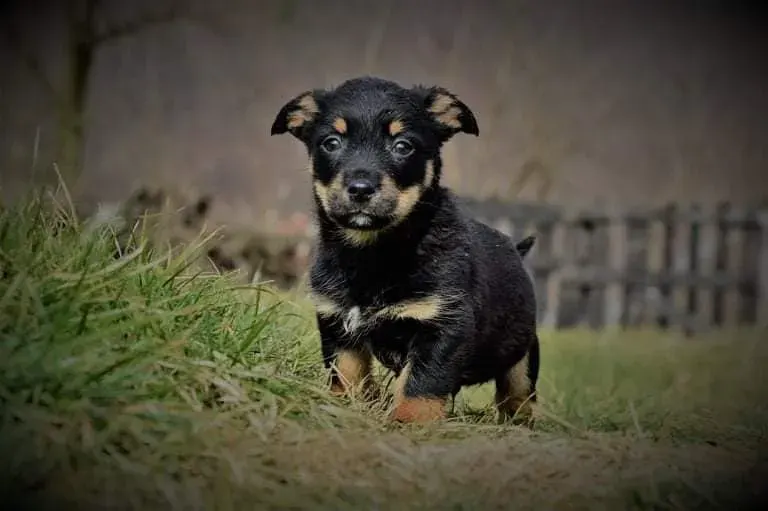 Bruno