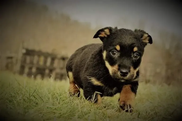 Bruno