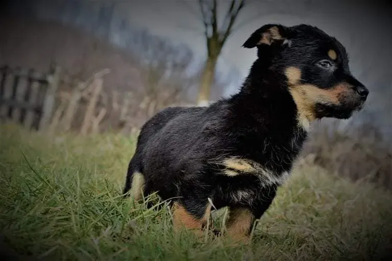 Bruno